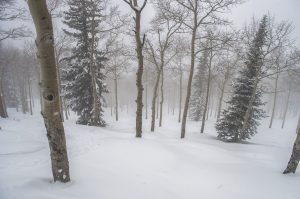 Foggy Aspen Trees