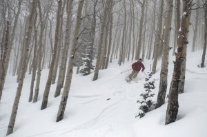 Tree Skiing