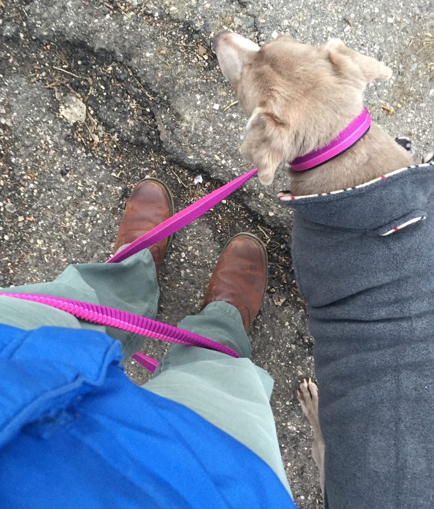 Bring Your Dog to Steamboat Springs Inside Steamboat