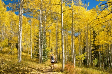 Flash of Gold in Steamboat