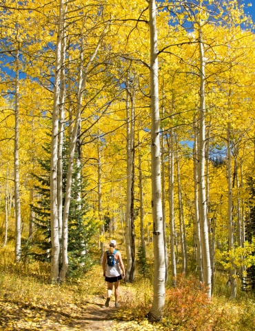 Flash of Gold in Steamboat