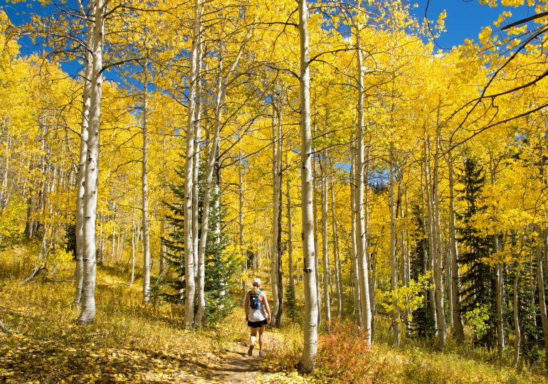 Flash of Gold in Steamboat